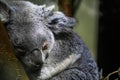 Queensland koala bear sleeping in a tree, closeup portrait of a koala, vulnerable marsupial specie from Australia Royalty Free Stock Photo