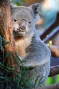 Queensland Koala (Phascolarctos cinereus adustus) Royalty Free Stock Photo