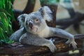 Queensland koala Phascolarctos cinereus adustus