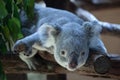 Queensland koala (Phascolarctos cinereus adustus).