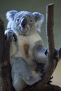 Queensland koala (Phascolarctos cinereus adustus).