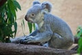 Queensland koala (Phascolarctos cinereus adustus).