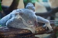 Queensland koala (Phascolarctos cinereus adustus).