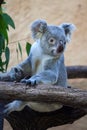 Queensland koala (Phascolarctos cinereus adustus).