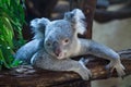 Queensland koala (Phascolarctos cinereus adustus). Royalty Free Stock Photo