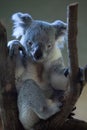 Queensland koala (Phascolarctos cinereus adustus).