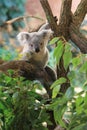 Queensland koala