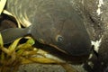 Queensland Lungfish - Neoceratodus fosteri