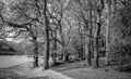 Wimbledon Common-Queensmere Pond