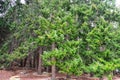 Queenstown Douglas Fir Pine Forest