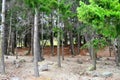 Queenstown Douglas Fir Pine Forest