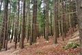 Queenstown Douglas Fir Pine Forest