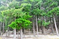 Queenstown Douglas Fir Pine Forest