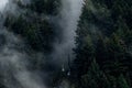 Queenstown Skyline in a cloudy day. Foggy Scene among pine trees forest