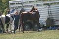 Queeny Park Equestrian 2022 XXII