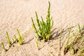 Queller plant in the Wadden Sea Royalty Free Stock Photo