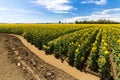 Quench - Thirsty Sunflowers Royalty Free Stock Photo