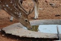 Quenching thirst Royalty Free Stock Photo