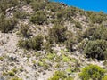 Quenoa forest, Polylepis tarapacana, the only vegetation that grows at 4000 meters altitude