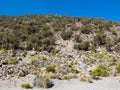 Quenoa forest, Polylepis tarapacana, the only vegetation that grows at 4000 meters altitude