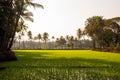 Quepem, Goa/India- February 2 2020: Local female labourer/woman cultivating in the fields of Quepem