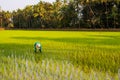 Quepem, Goa/India- February 2 2020: Local female labourer/woman cultivating in the fields of Quepem