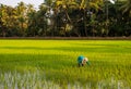 Local female labourer/woman cultivating in the fields of Quepem in Goa, India Royalty Free Stock Photo