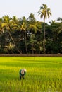 Local female labourer/woman cultivating in the fields of Quepem in Goa, India