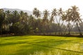 Local female labourer/woman cultivating in the fields of Quepem in Goa, India Royalty Free Stock Photo