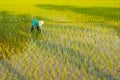 Quepem, Goa/India- February 2 2020: Local female labourer/woman cultivating in the fields of Quepem