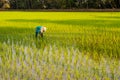 Quepem, Goa/India- February 2 2020: Local female labourer/woman cultivating in the fields of Quepem