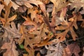 A Carpet of Fallen, White Oak Leaves Royalty Free Stock Photo