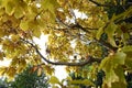 Quercus aliena \'Lutea\' ( Golden daimyo oak ) yellow leaves. Fagaceae deciduous tree.