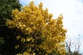 Quercus aliena \'Lutea\' ( Golden daimyo oak ) yellow leaves. Fagaceae deciduous tree.