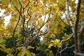 Quercus aliena \'Lutea\' ( Golden daimyo oak ) yellow leaves. Fagaceae deciduous tree.