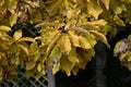 Quercus aliena \'Lutea\' ( Golden daimyo oak ) yellow leaves. Fagaceae deciduous tree.