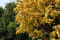 Quercus aliena \'Lutea\' ( Golden daimyo oak ) yellow leaves. Fagaceae deciduous tree.