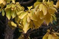 Quercus aliena \'Lutea\' ( Golden daimyo oak ) yellow leaves. Fagaceae deciduous tree.