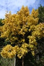 Quercus aliena \'Lutea\' ( Golden daimyo oak ) yellow leaves. Fagaceae deciduous tree.