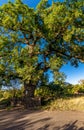 Quercus cerris in Varbovchets Royalty Free Stock Photo