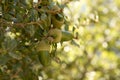 Quercus coccifera, kermes oak with leaves and acorns