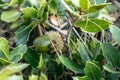 Quercus coccifera oak bush acorn leaves in Greece