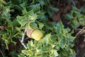 Quercus coccifera oak bush, sharp leaves in Greece