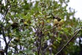 Acorns from Kermes oak treeQuercus coccifera, Albania.