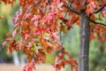 Quercus coccinea red leaves during autumn season, ornamental tree Royalty Free Stock Photo