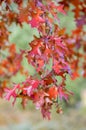 Quercus coccinea red leaves during autumn season, ornamental tree Royalty Free Stock Photo