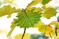 Quercus dentata ( Daimyo oak ) leaves. Fagaceae deciduous tree.