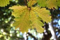 Quercus dentata ( Daimyo oak ) leaves. Fagaceae deciduous tree.