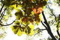 Quercus dentata ( Daimyo oak ) leaves. Fagaceae deciduous tree.