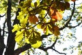 Quercus dentata ( Daimyo oak ) leaves. Fagaceae deciduous tree.